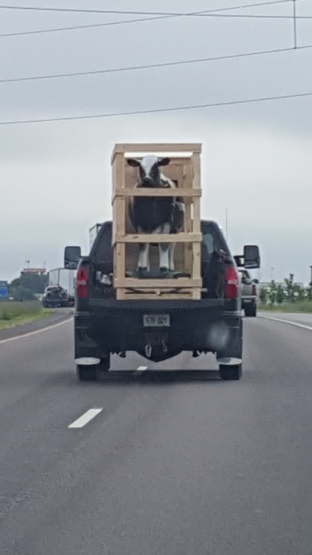 cow in the truck